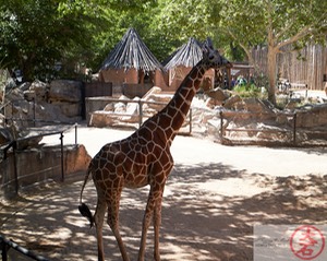 ABQ BioPark IMG_8980