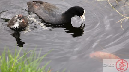 ʻAlae keʻokeʻo Family IMG 9449