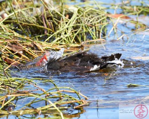 ʻAlae ʻula bathing  IMG_4657