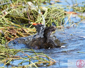 ʻAlae ʻula bathing  IMG_4662