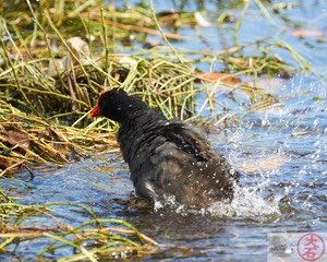 ʻAlae ʻula bathing IMG_4648