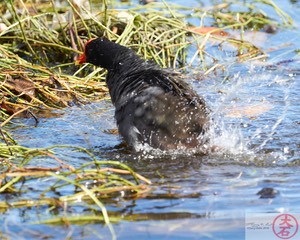 ʻAlae ʻula bathing IMG_4649