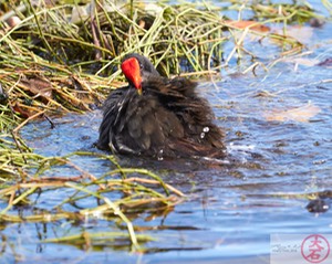 ʻAlae ʻula bathing IMG_4651