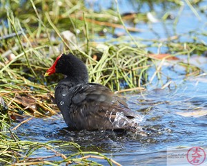 ʻAlae ʻula bathing IMG_4655