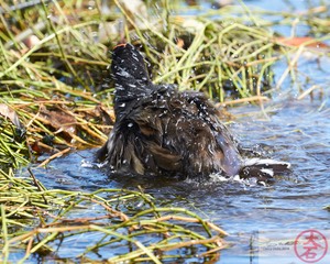 ʻAlae ʻula bathing IMG_4660