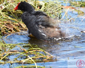 ʻAlae ʻula bathing IMG_4664