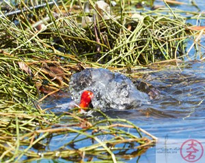 ʻAlae ʻula bathing IMG_4671