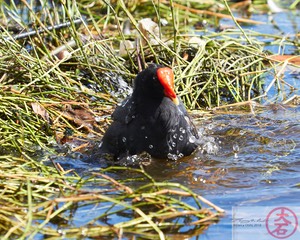 ʻAlae ʻula bathing IMG_4672