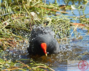 ʻAlae ʻula bathing IMG_4675