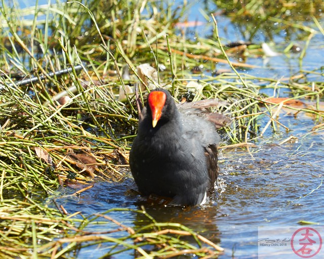 ʻAlae ʻula bathing IMG_4680