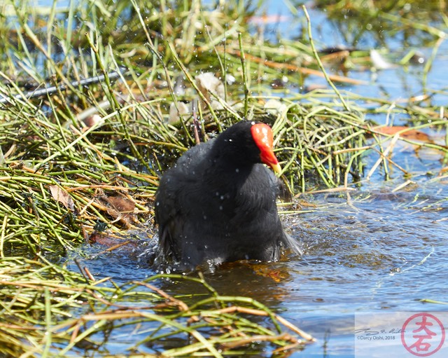 ʻAlae ʻula bathing IMG_4683