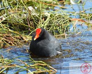 ʻAlae ʻula bathing IMG_4688