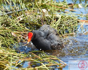 ʻAlae ʻula bathing IMG_4690