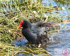 ʻAlae ʻula bathing IMG_4692