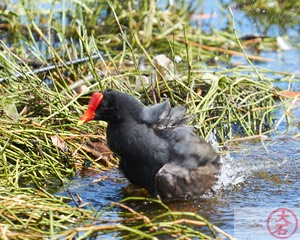 ʻAlae ʻula bathing IMG_4694