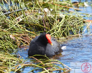 ʻAlae ʻula bathing IMG_4696