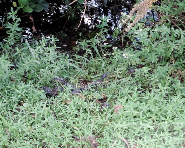 Alligator hatchlings