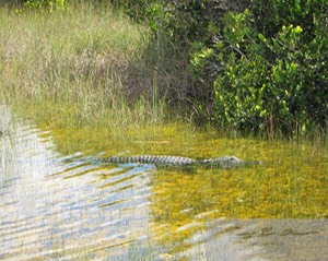 Alligator