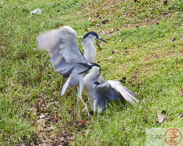 Aukuʻu fight IMG_4744