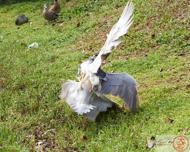 Aukuʻu fight IMG_4745