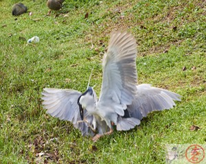 Aukuʻu fight IMG_4746