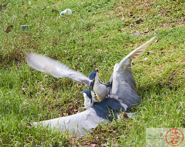 Aukuʻu fight IMG_4747