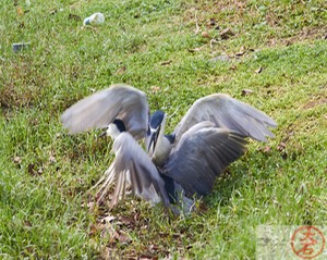 Aukuʻu fight IMG_4748