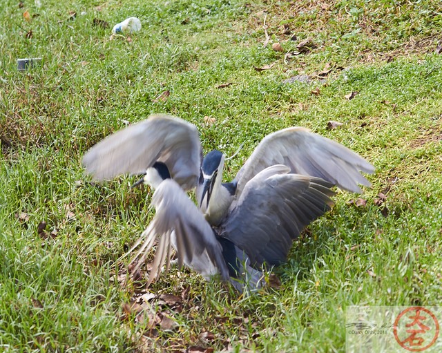 Aukuʻu fight IMG_4748