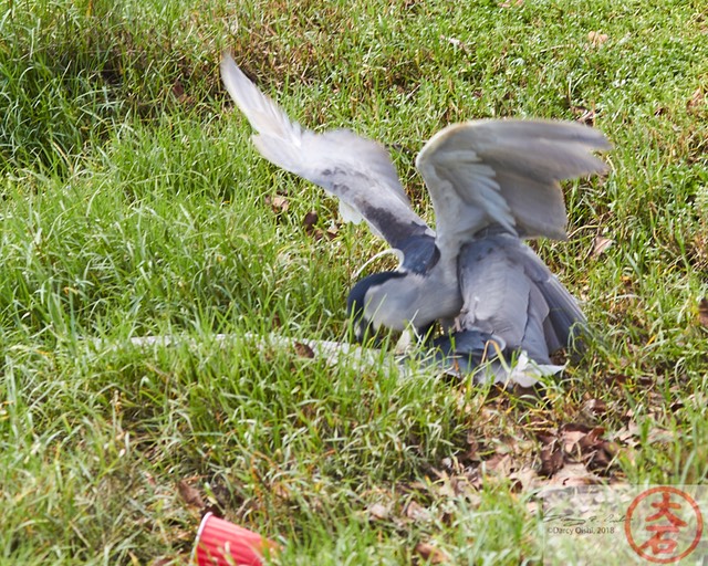 Aukuʻu fight IMG_4750