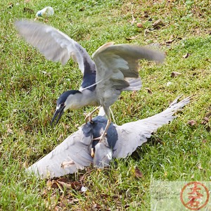 Aukuʻu fight IMG_4751