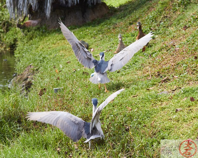 Aukuʻu fight IMG_4752