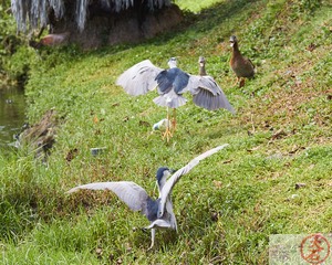 Aukuʻu fight IMG_4753