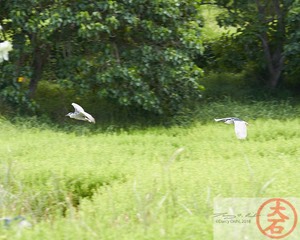 ‘Aukuʻu flight IMG_4728