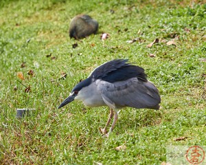 ‘Aukuʻu IMG_4756