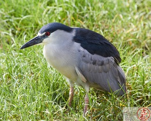 ‘Aukuʻu IMG_4757