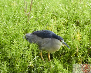 ‘Aukuʻu IMG_4762