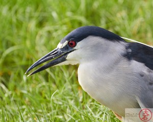 ‘Aukuʻu IMG_4768