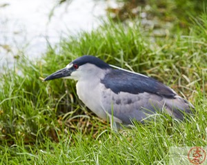 ‘Aukuʻu IMG_4771