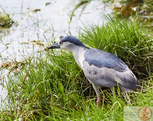 ‘Aukuʻu IMG_4788