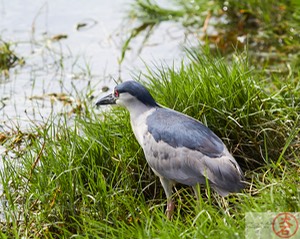 ‘Aukuʻu IMG_4789