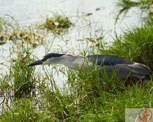 ‘Aukuʻu IMG_4791