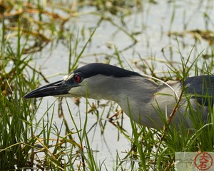 ‘Aukuʻu IMG_4793