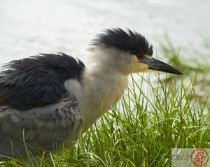 ‘Aukuʻu IMG_4799