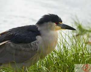 ‘Aukuʻu IMG_4800