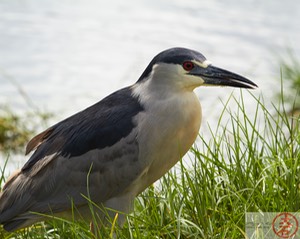 ‘Aukuʻu IMG_4801