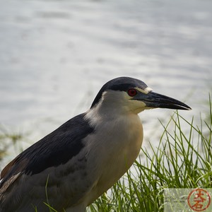 ‘Aukuʻu IMG_4803