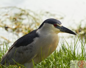 ‘Aukuʻu IMG_4805