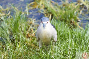 ‘Aukuʻu IMG_4821