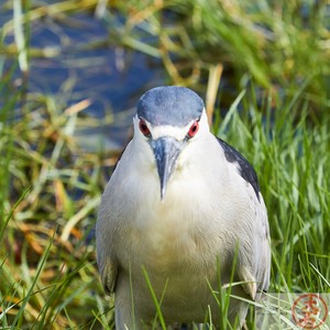 ‘Aukuʻu IMG_4822