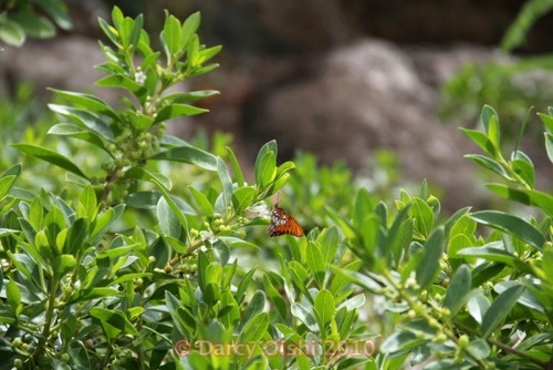 Auraulis vanillae (Passion Butterfly) on Naio - 2